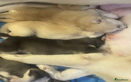 Siberian Husky dogs for sale: Beautiful Husky Puppies  - Image 8