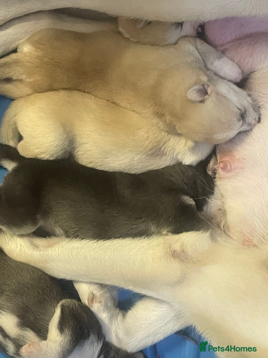 Siberian Husky dogs for sale: Beautiful Husky Puppies  - Image 8
