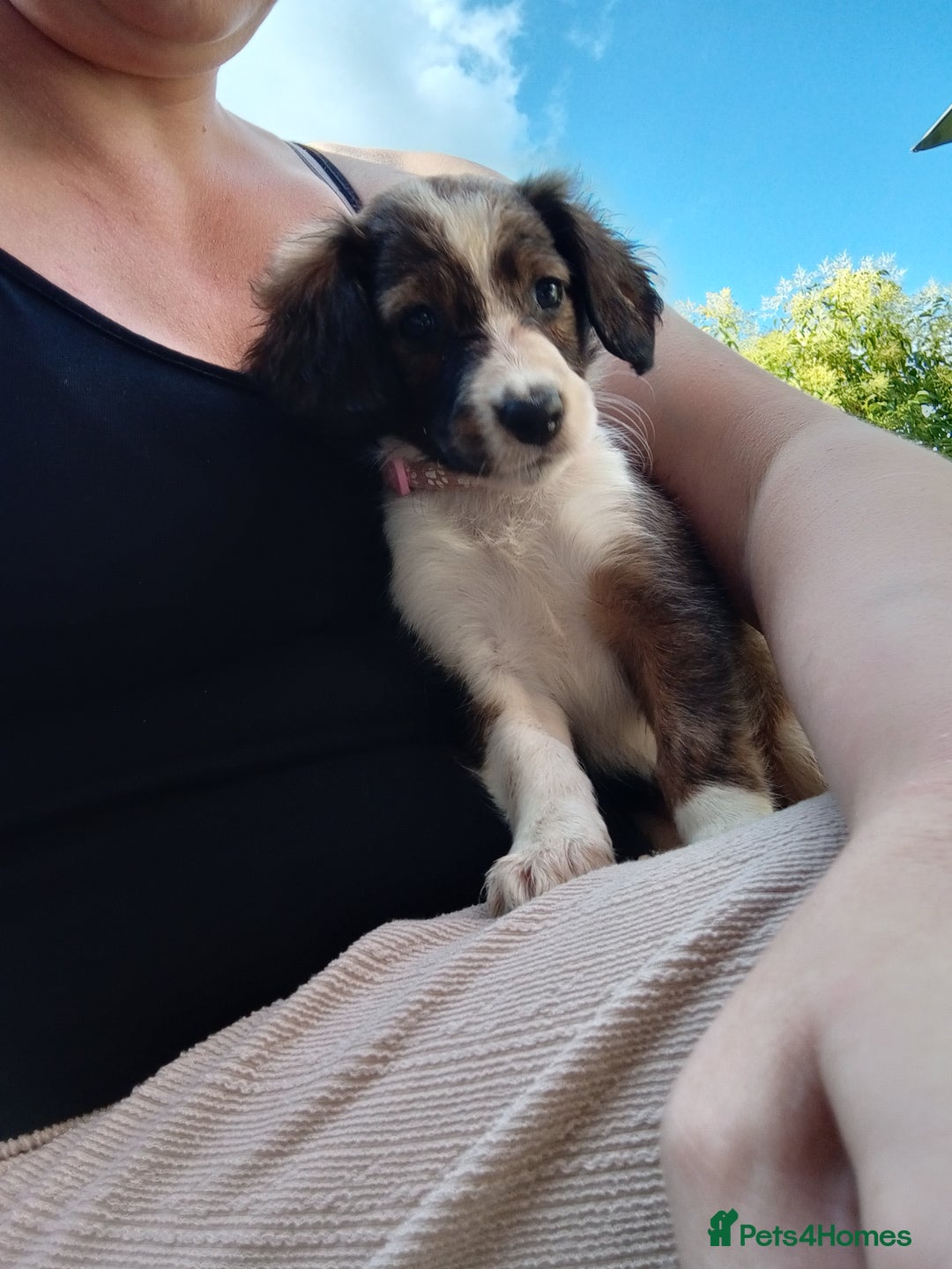 Mixed Breed dogs for sale: Beautiful Cocker X Collie Pups  - Image 32