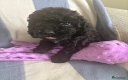 Cockapoo dogs for sale: F2 CockerPoos  - Image 4