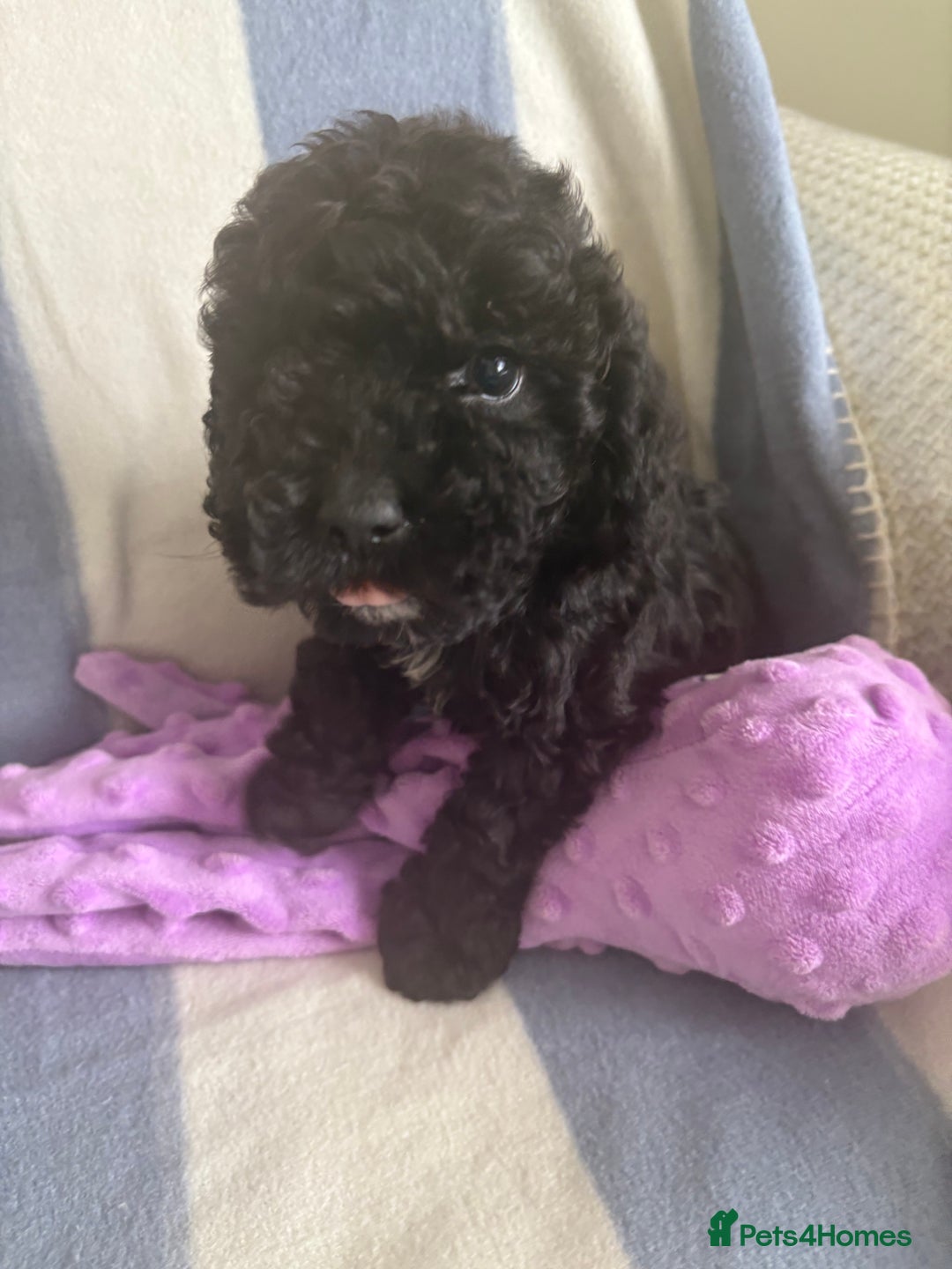 Cockapoo dogs for sale: F2 CockerPoos  - Image 4