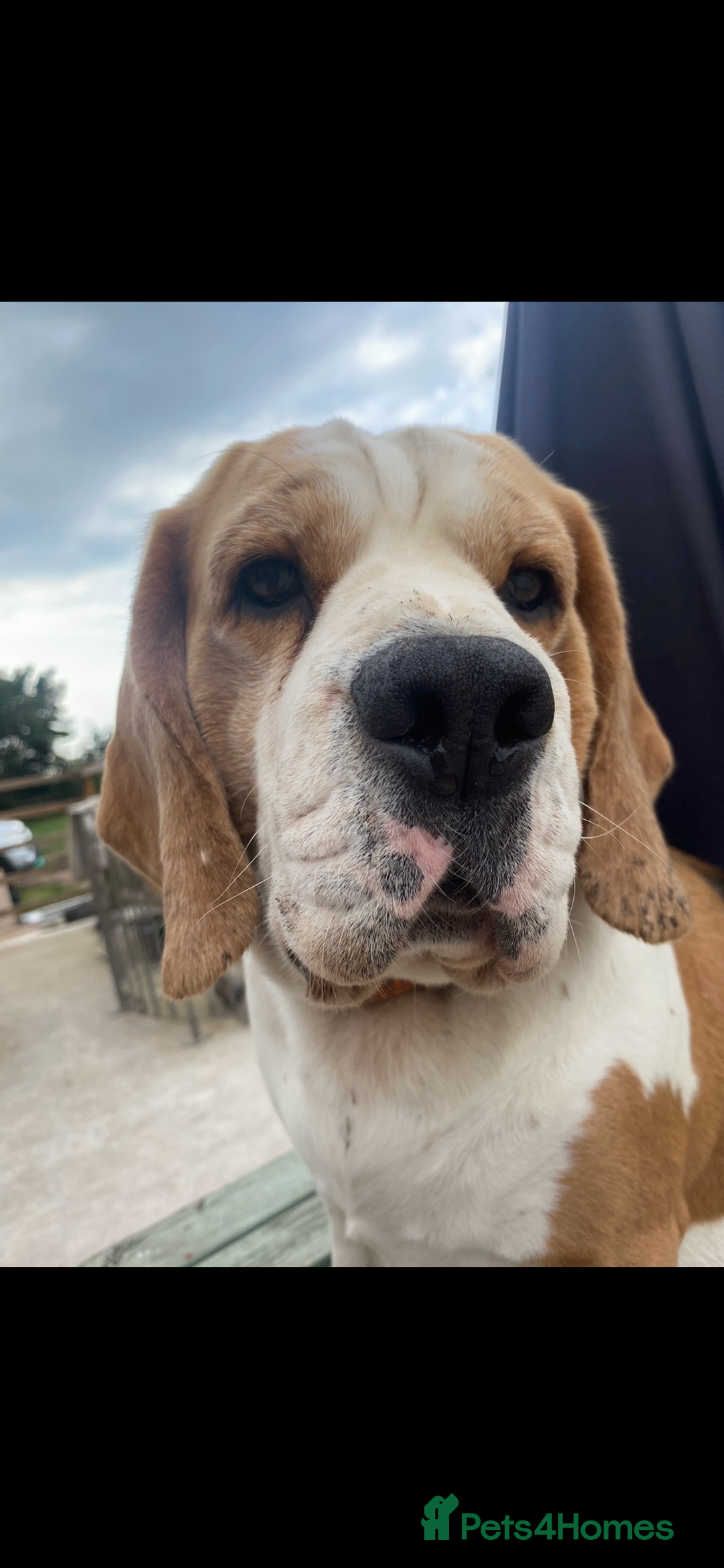 Beagle dogs for sale: Beautiful beagle boys kc reg ready 19 sept  - Image 30
