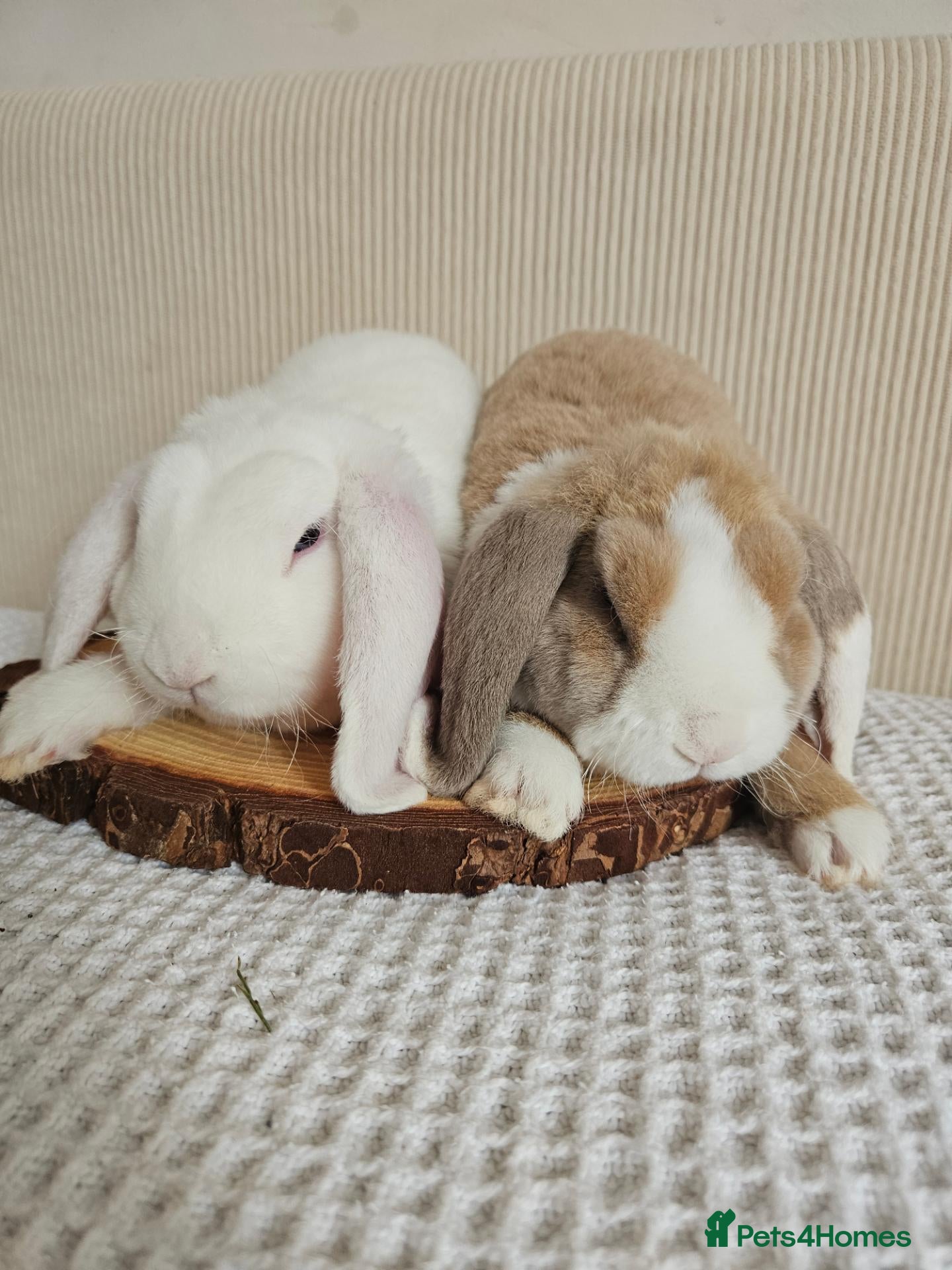 Mini Lop rabbits 🩷Purebred mini plush lop teddy bears🩵🧸 - Advert 1
