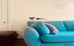 Mixed Breed cats for sale: Harlequin Mixed Breed Kittens  - Image 10