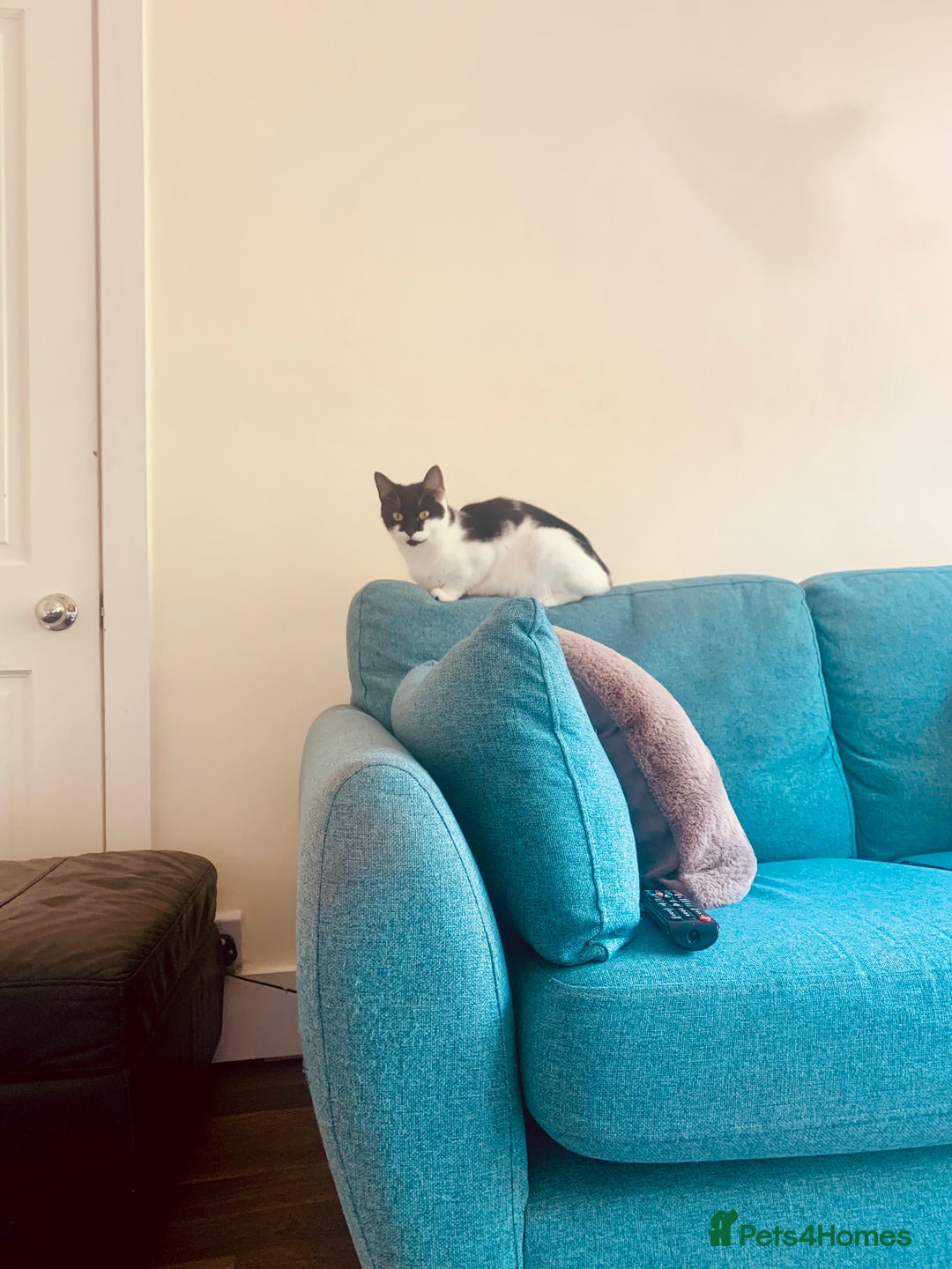 Mixed Breed cats for sale: Harlequin Mixed Breed Kittens  - Image 10