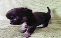 Chihuahua dogs for sale: Amazing Quality Long Coat Chihuahua puppies - Image 11