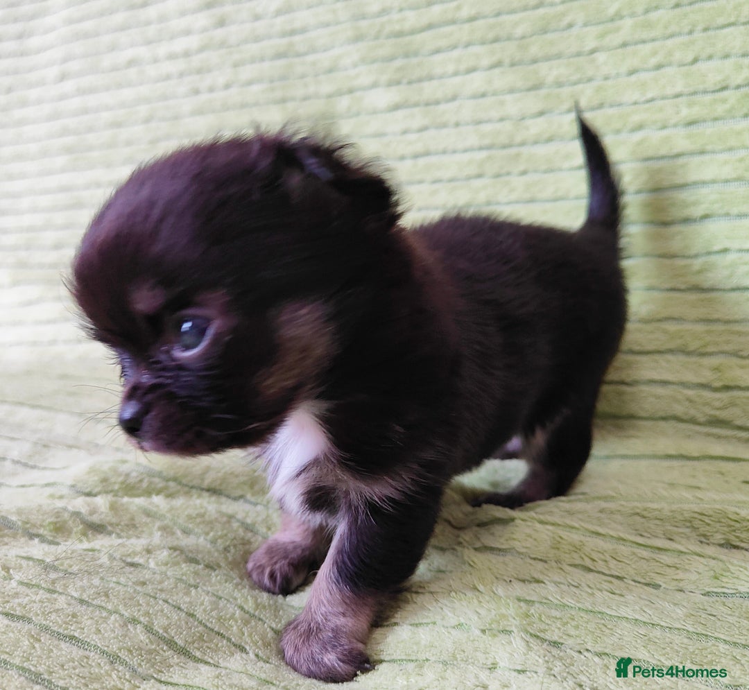 Chihuahua dogs for sale: Amazing Quality Long Coat Chihuahua puppies - Image 11