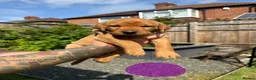 Labrador Retriever dogs for sale: Dark fox red Labrador puppies in Newcastle upon Tyne - Advert 10