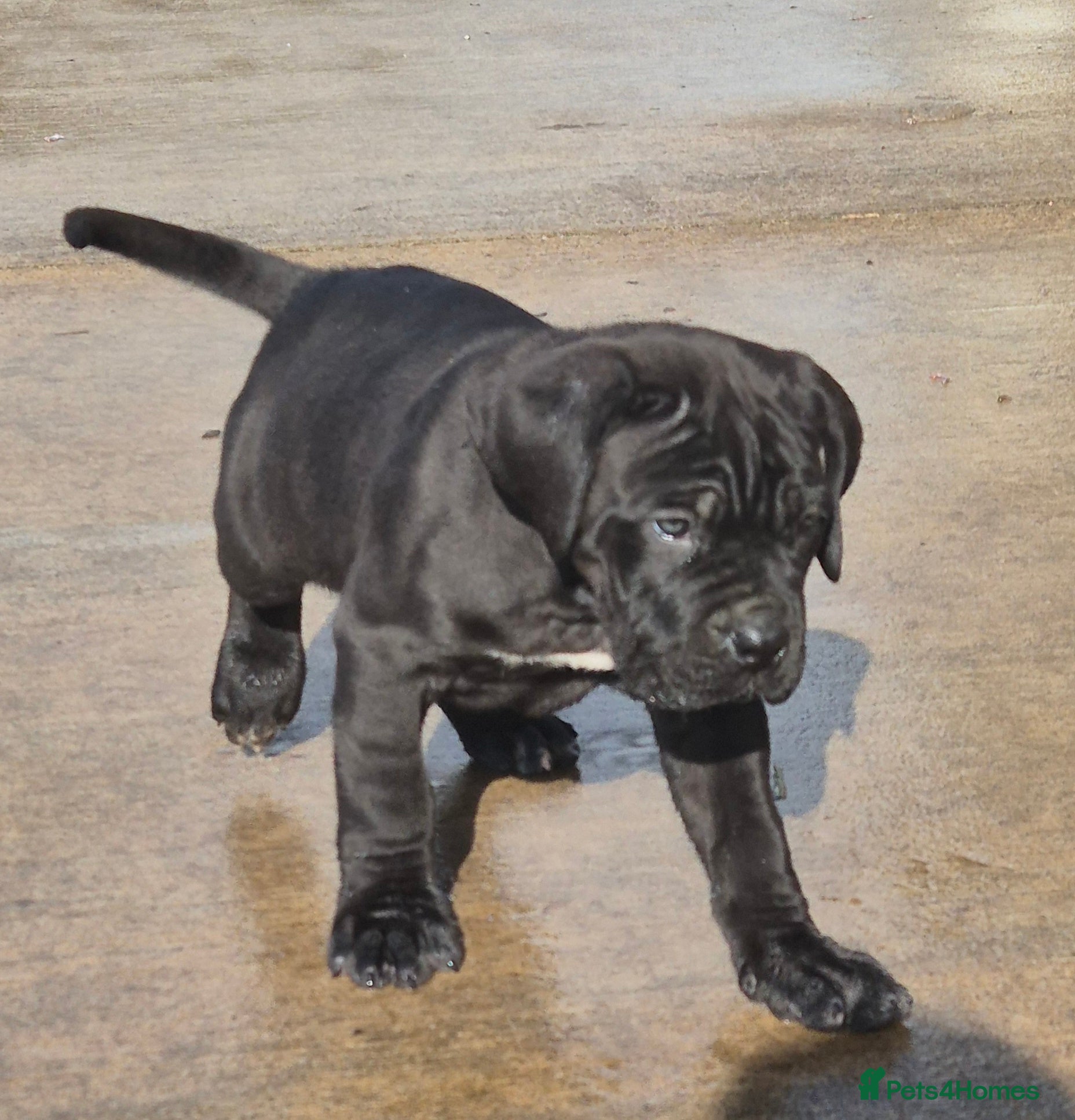 Cane Corso dogs Cane Corso liter - Advert 2