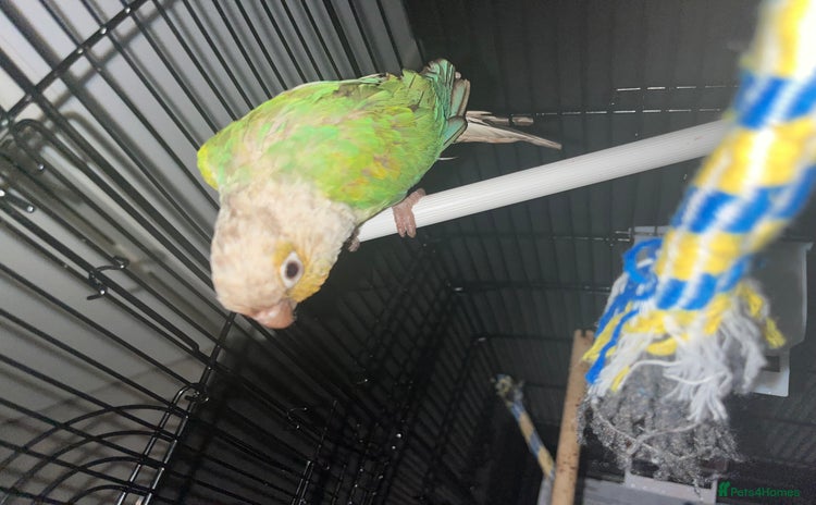 Conures birds - Advert 8