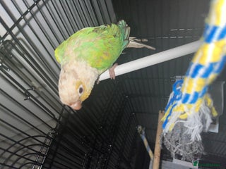 Conures birds - Advert 6