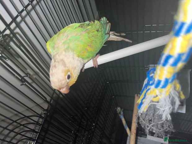 Conures birds - Advert 1