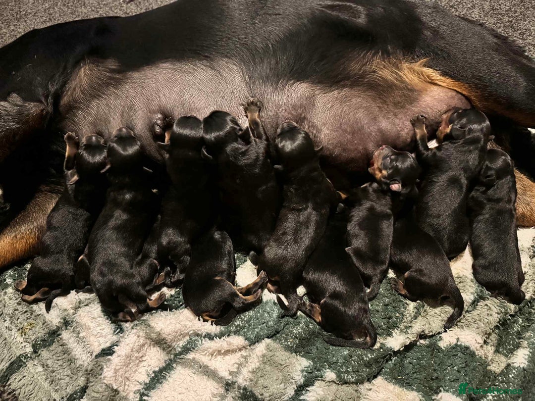 Rottweiler dogs for sale: Rottweiler Puppies - Image 4