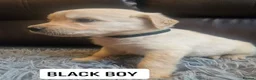 Golden Retriever dogs for sale: READY NOW🐾 PUREBRE GOLDEN RETRIEVER PUPPIES🐾 - Advert 9