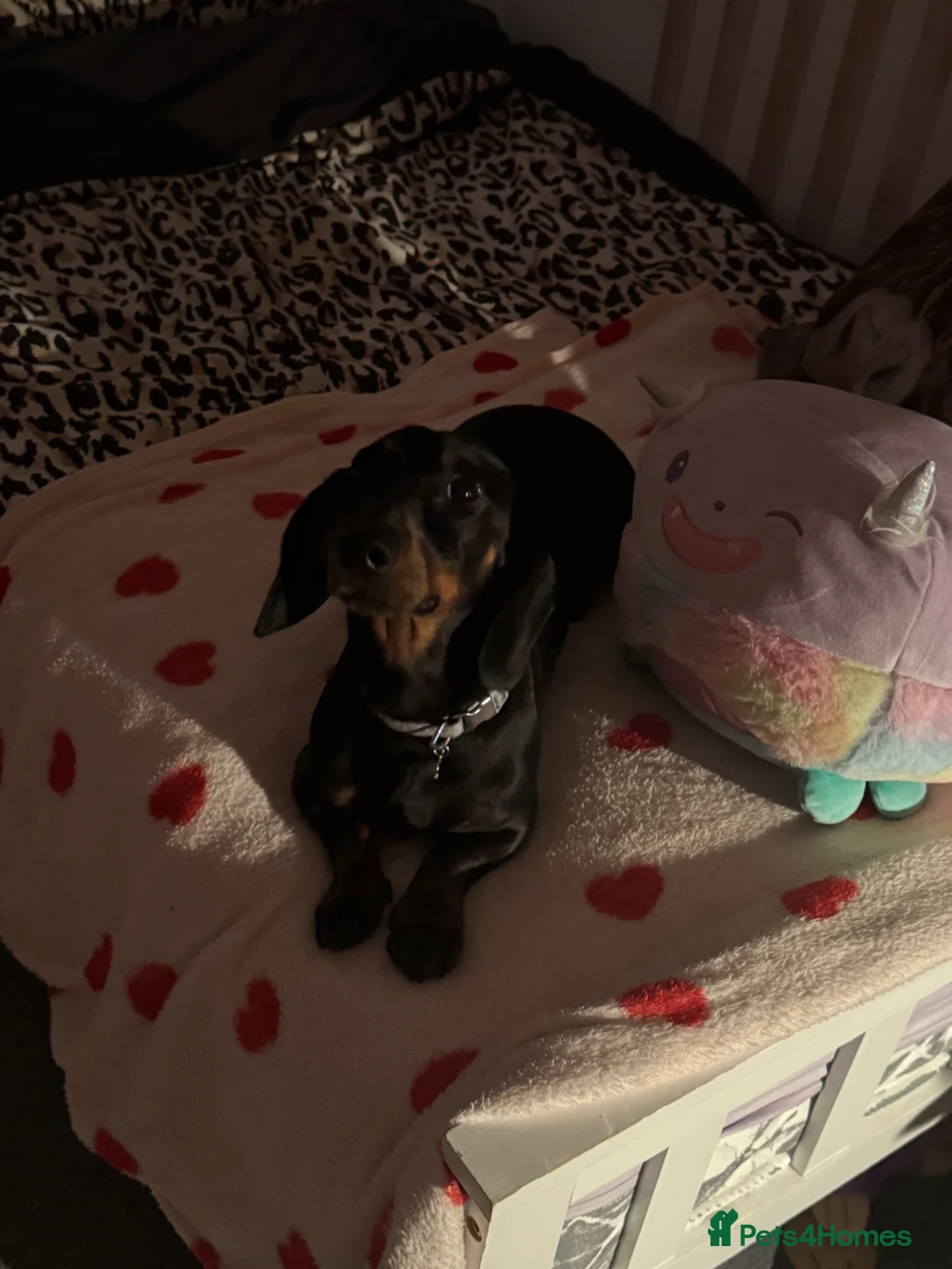 Miniature Dachshund dogs for stud: Reggie the minature Dachshund in Coleford - Advert 2