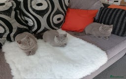 British Shorthair cats for sale: British  blue shorthair  kittens  - Image 3