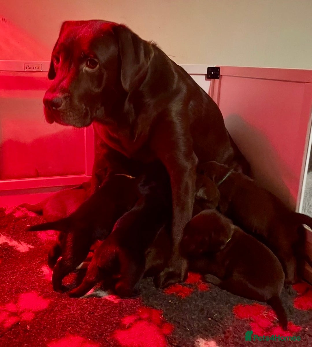 Labrador Retriever dogs for sale: KC registered Labrador pups - Advert 4