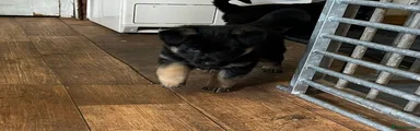 German Shepherd Puppy 3