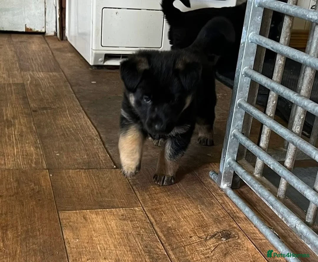 German Shepherd dogs for sale: Matschenka German shepherds  - Advert 4