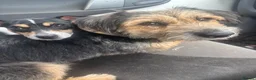 Mixed Breed dogs for sale: Jack Russell X Puppies  - Advert 5