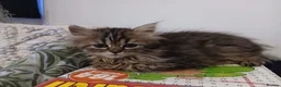 Siberian cats for sale: Pure Siberian kittens for sale - Advert 5