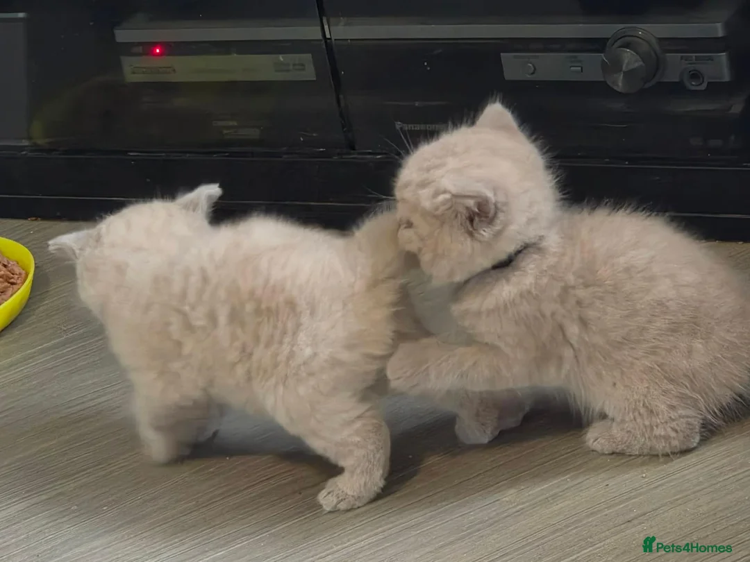 British Shorthair cats for sale: HEALTH TESTED BRITISH SHORTHAIR LILAC MALE KITTEN  - Advert 2