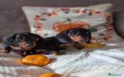 Miniature Dachshund dogs for sale: Miniature dachshund puppies  - Image 7