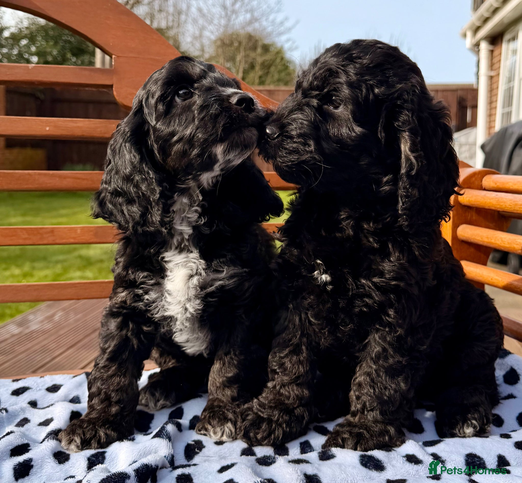 Cockapoo dogs F1 Cockapoo Puppies - Advert 4