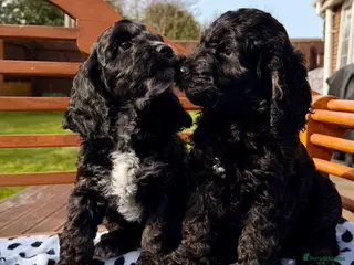 Cockapoo dogs F1 Cockapoo Puppies - Advert 4