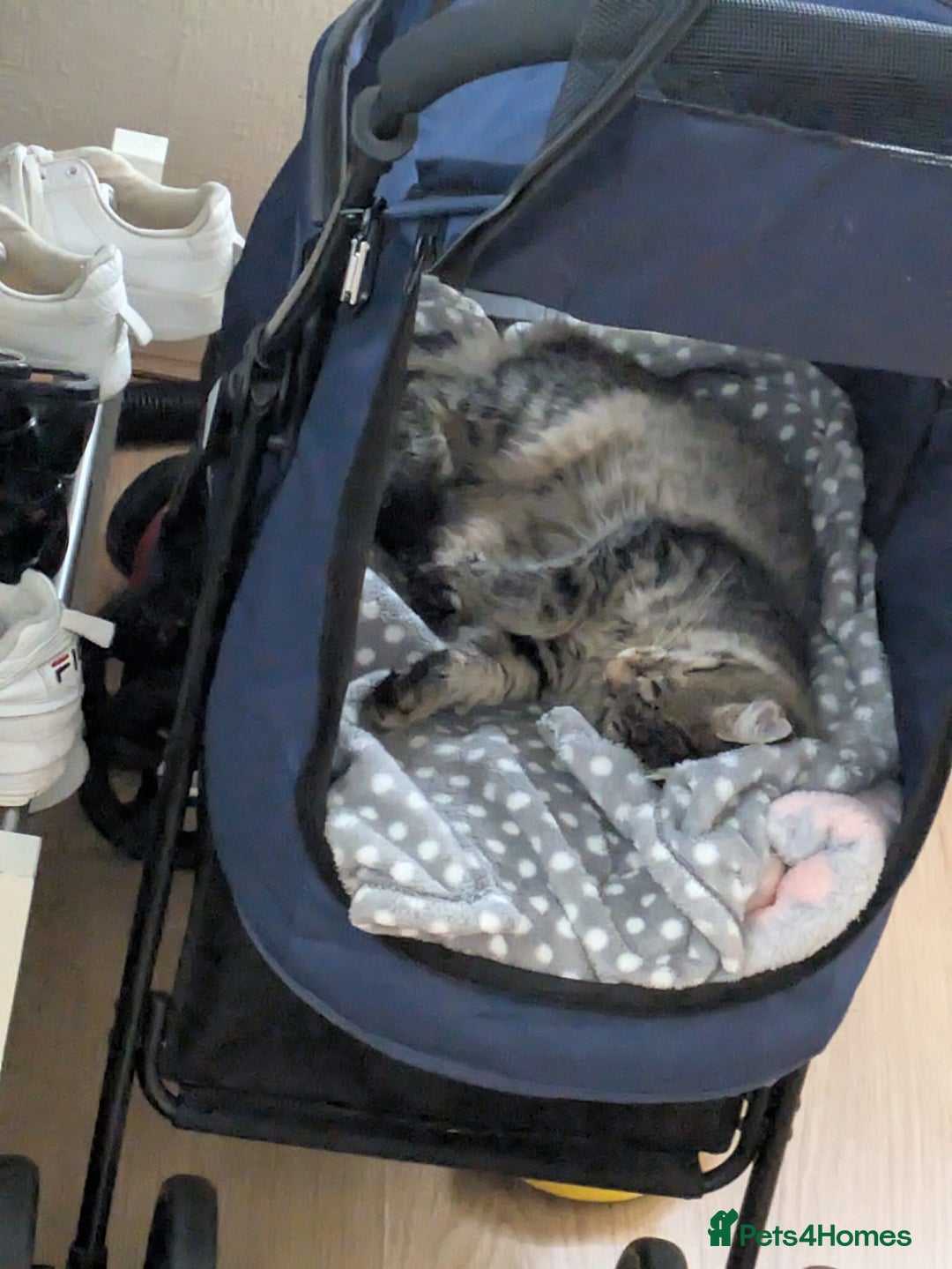 Domestic Shorthair cats for sale: Kind Homes Only – 4 Beautiful Healthy Kittens in Edgware - Image 19