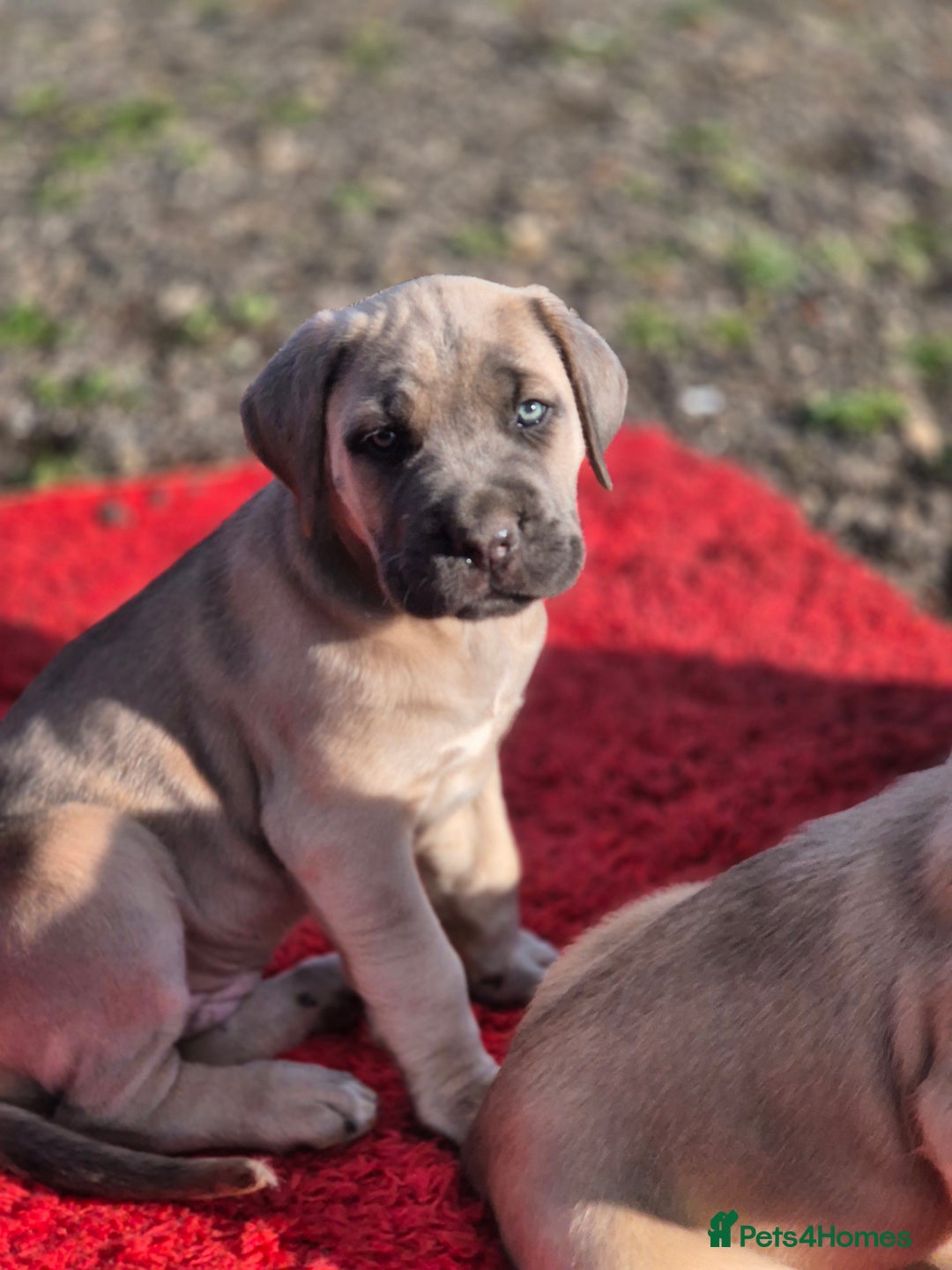 Cane Corso dogs for sale: Class Corsos  - Advert 38