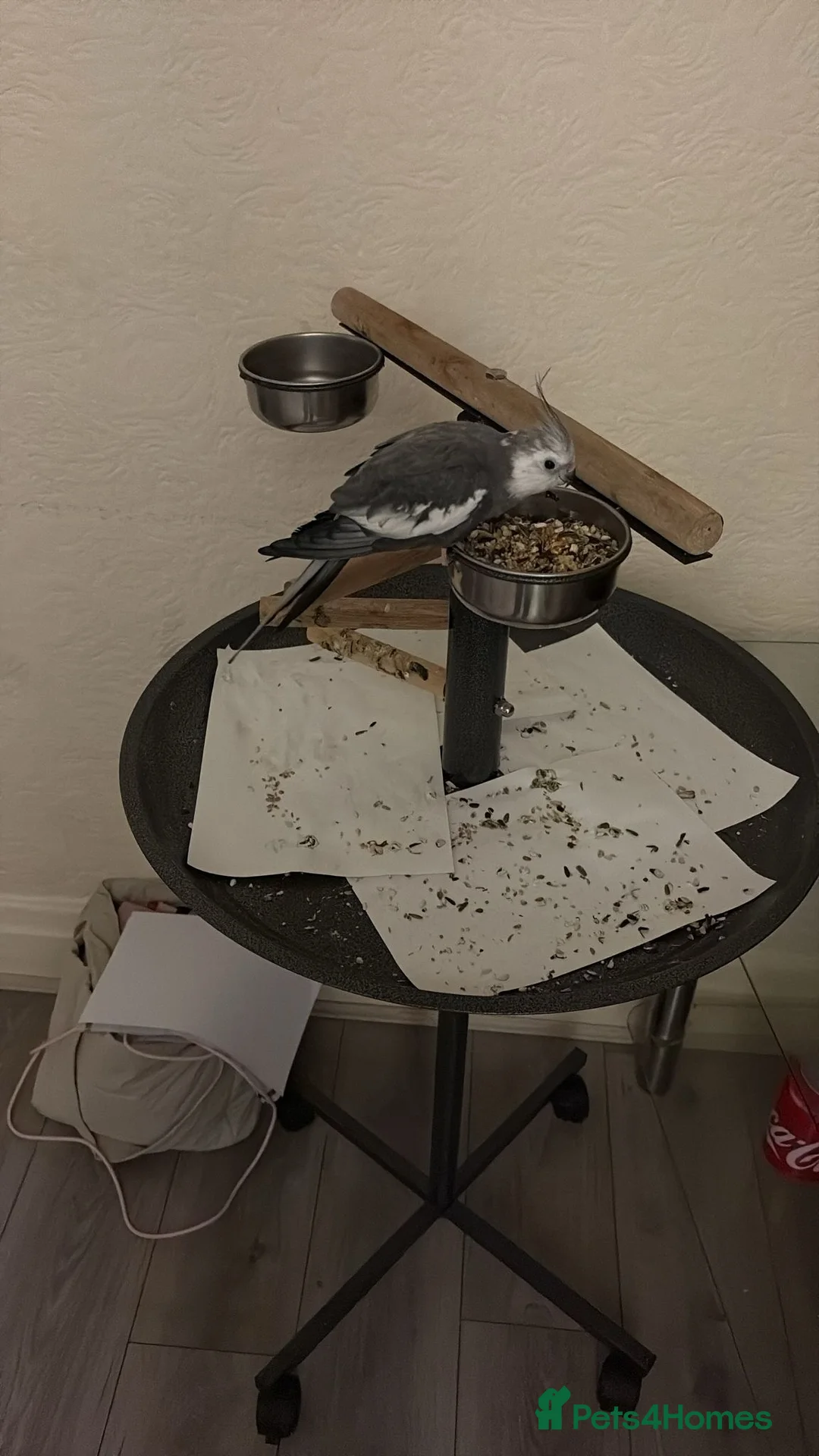 Cockatiels birds for sale: Talking semi tame cockatiel called taz  - Advert 1