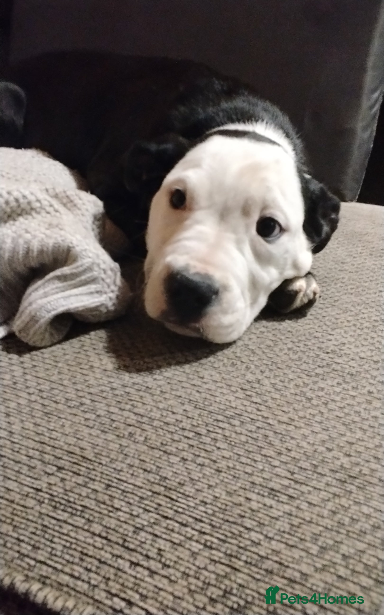 Mixed Breed dogs Last chance  - Advert 2