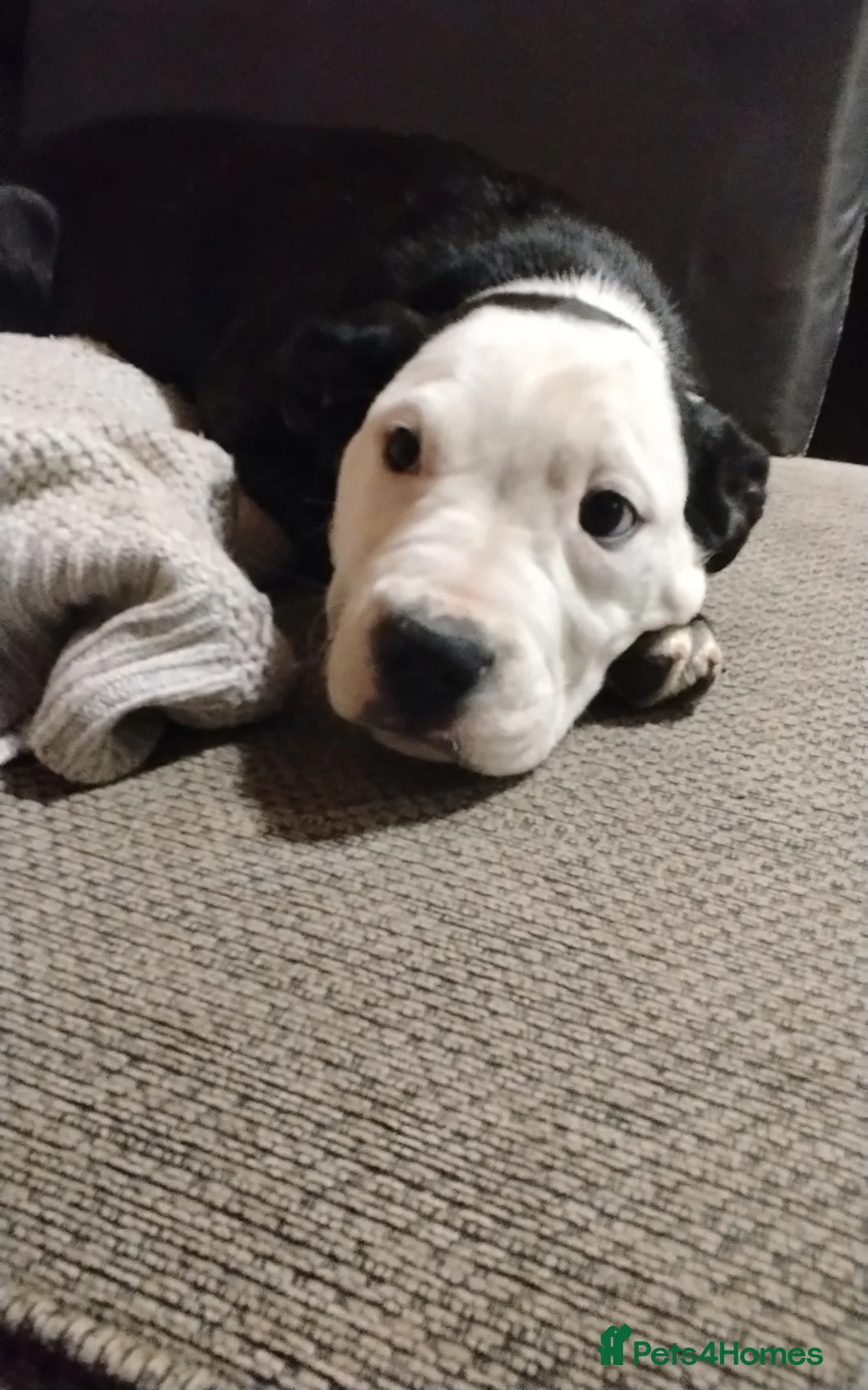 Mixed Breed dogs for sale: Last puppy need home asap - Advert 5