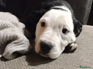 Mixed Breed dogs Last chance - Advert 2