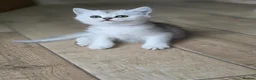Scottish Fold cats for sale: *LAST LITTLE GIRL REMAINING* STUNNING TICA BABIES - Advert 1