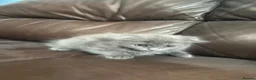 British Shorthair cats for sale: British shorthair kittens  in Cardiff - Advert 9
