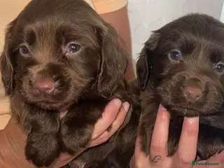 Cocker Spaniel dogs 7 beautiful cocker spaniel puppies for sale - Advert 4