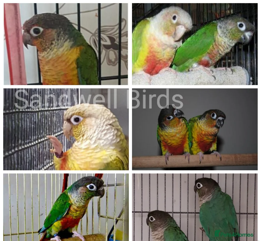 Parrots birds for sale: Birds/Parakeets/Parrots Available  - Advert 2
