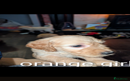 Goldendoodle dogs for sale: Beautiful golden puppies READY NOW ONE GIRL LEFT  - Image 4