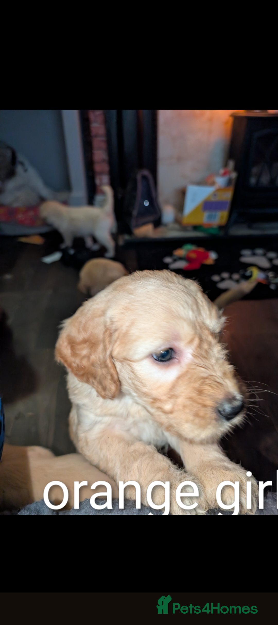 Goldendoodle dogs for sale: Beautiful golden puppies READY NOW ONE GIRL LEFT  - Image 4