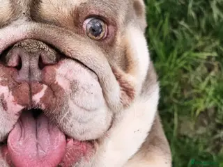 English Bulldog dogs Stunning KC English bulldog girl 💕💕💕💕 - Advert 1