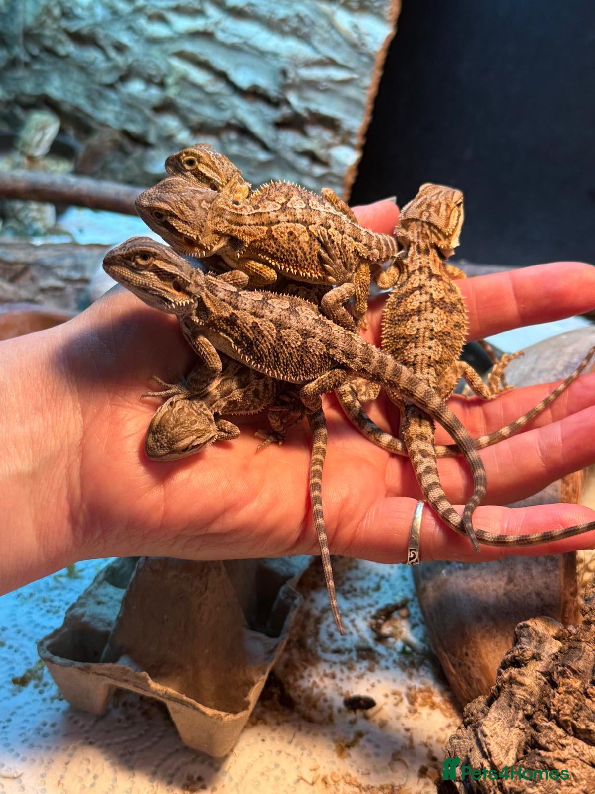 Bearded Dragon reptiles Baby Bearded Dragons - Advert 1