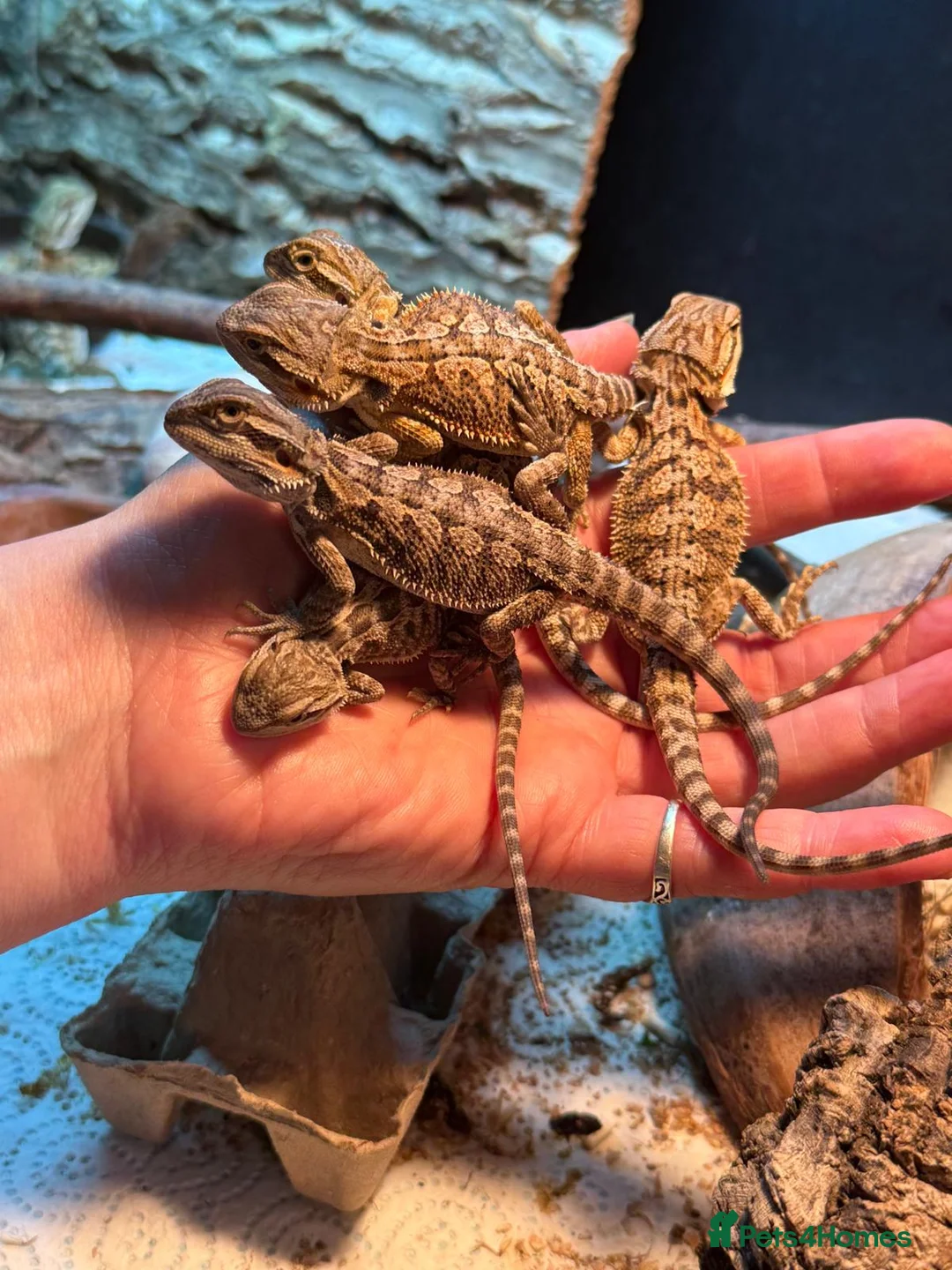 Bearded Dragon reptiles for sale: Baby Bearded Dragons - Advert 1