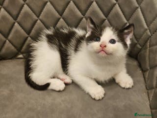 Mixed Breed cats Beautiful bsh x kitten felix - Advert 16