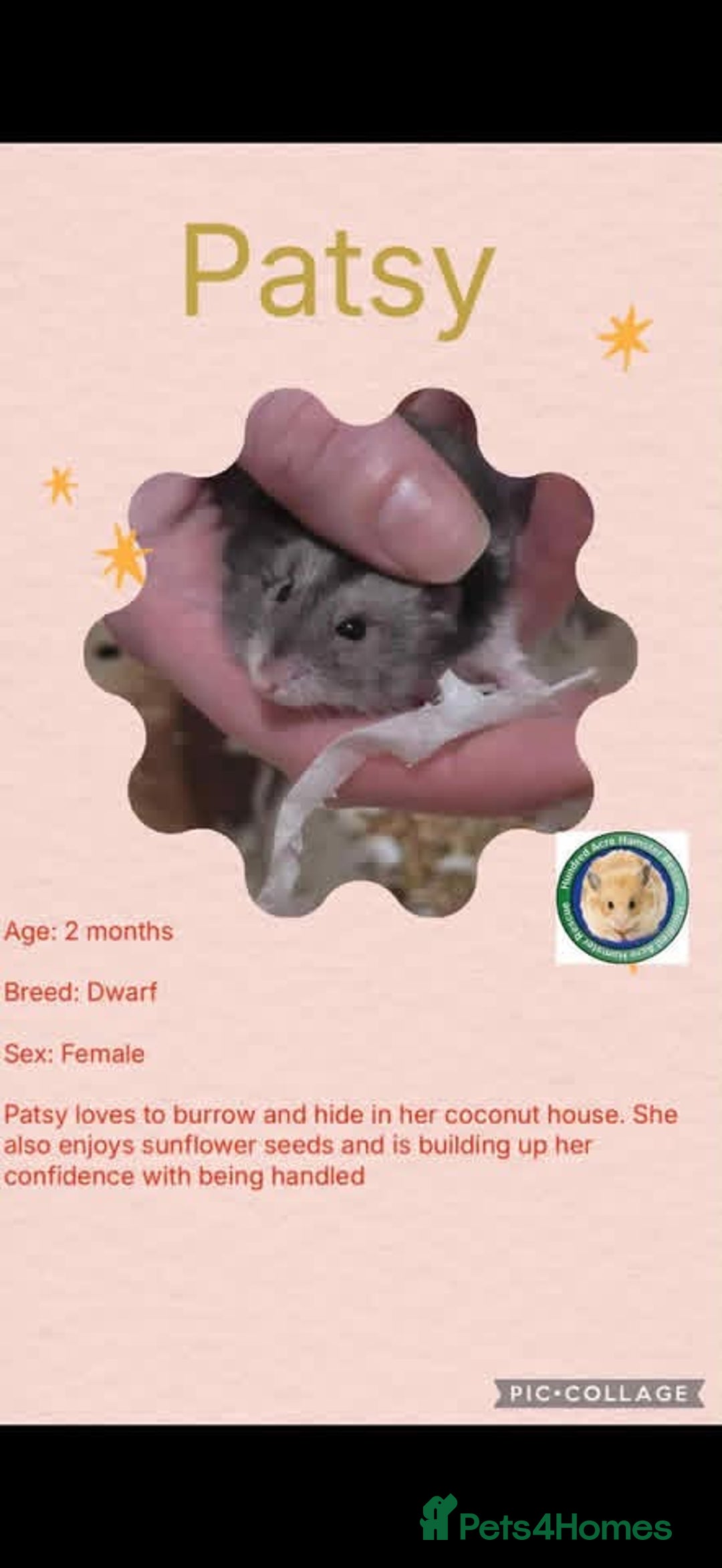 Hamster rodents for sale: Hamsters for adoption  - Advert 10