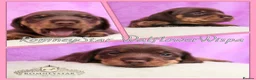 Miniature Dachshund dogs for sale: RKC Registered Miniature Smooth Haired Dachshunds - Advert 7