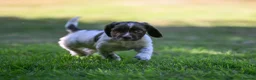 English Springer Spaniel dogs for sale: Kennel club registered Springer Spaniel Puppies - Advert 25