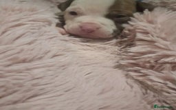Mixed Breed dogs for sale: Siberian Husky x Pocket Bully  - Image 10