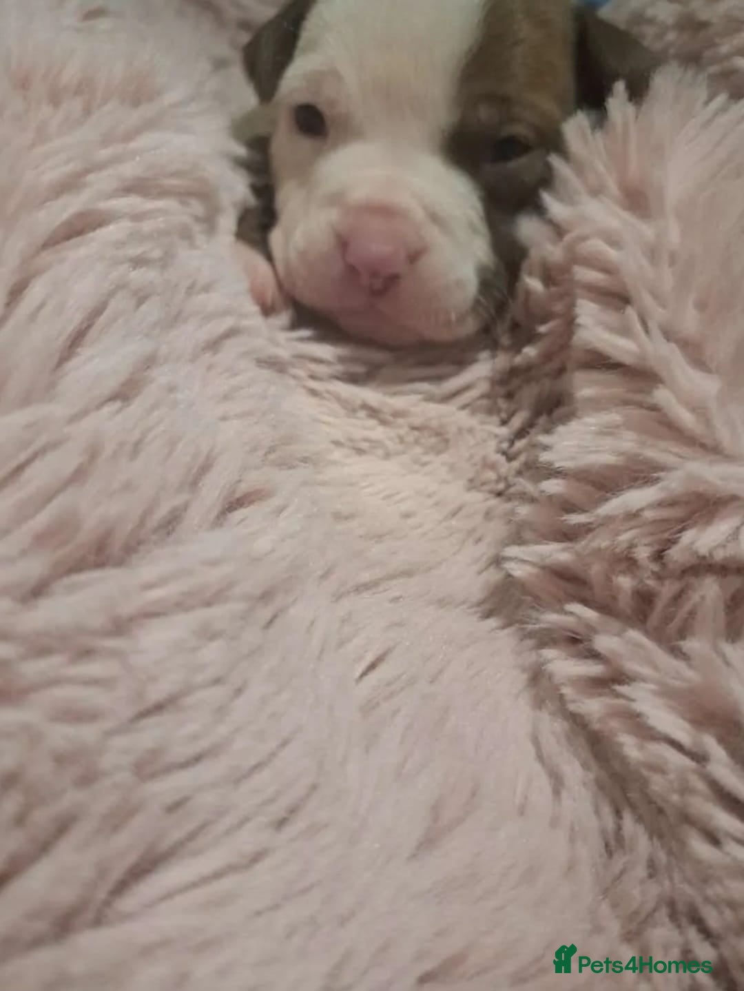Mixed Breed dogs for sale: Siberian Husky x Pocket Bully  - Image 10